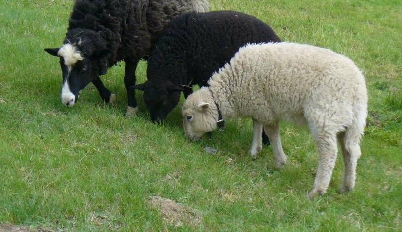 Krausovy boudy Špindlerův Mlýn